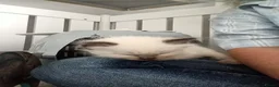 Ragdoll cats for sale: GCCF Registered ragdoll kittens available 28 Aug.  in Lincoln - Advert 12