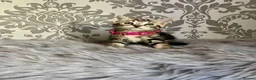 Bengal cats for sale: Beautiful Bengal Kittens in Leeds - Advert 3