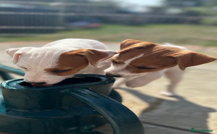 Parson Russell dogs - Advert 1