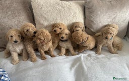 Standard Poodle dogs for sale: Stunning KC Standard Poodle Puppies for sale - Image 3