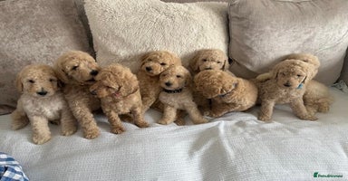 Standard Poodle dogs - Advert 5