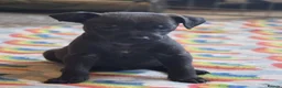 Mixed Breed dogs for sale: Stunning 3/4 patterdale, 1/4 border terrier pups.  - Advert 3