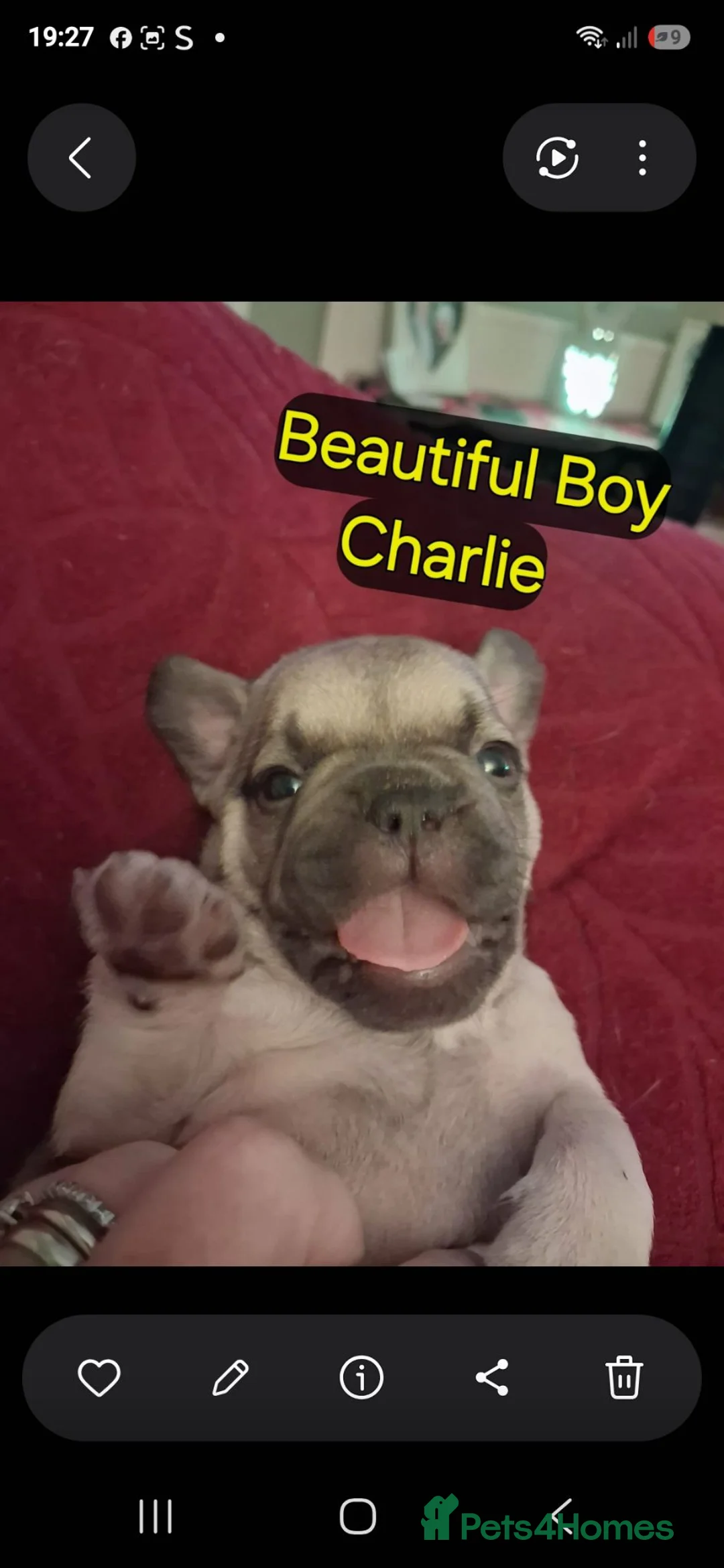 French Bulldog dogs for sale: KC beautiful  frenchies  in Sutton Coldfield - Advert 1
