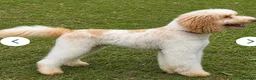 Miniature Poodle dogs for sale: Beautiful Adult Male - Advert 4