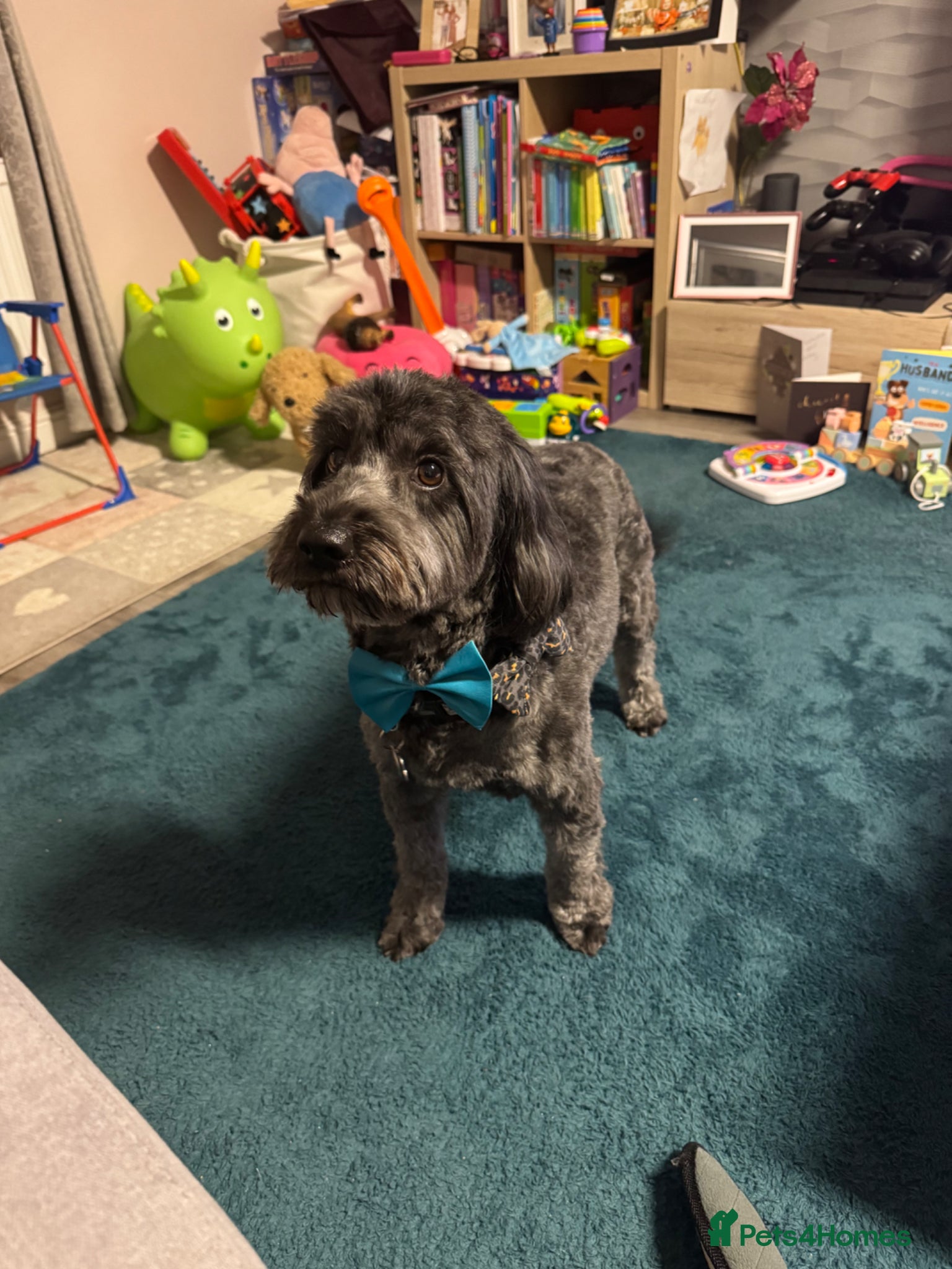 Cockapoo dogs 🐾 Proven Cockapoo Stud – Max 🐾 £125.00 - WA1  - Advert 1