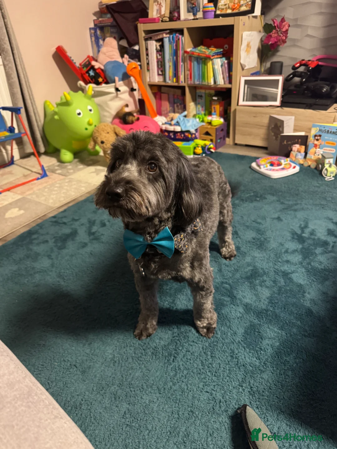 Cockapoo dogs for stud: 🐾 Proven Cockapoo Stud – Max 🐾 £125.00 - WA1  - Advert 1