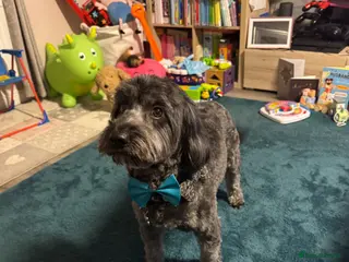 Cockapoo dogs for stud: 🐾 Proven Cockapoo Stud – Max 🐾 £125.00 - WA1 - Advert 1