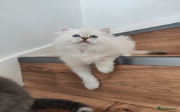 Siberian cats for sale: Siberian Neva Masquerade kittens - Image 17