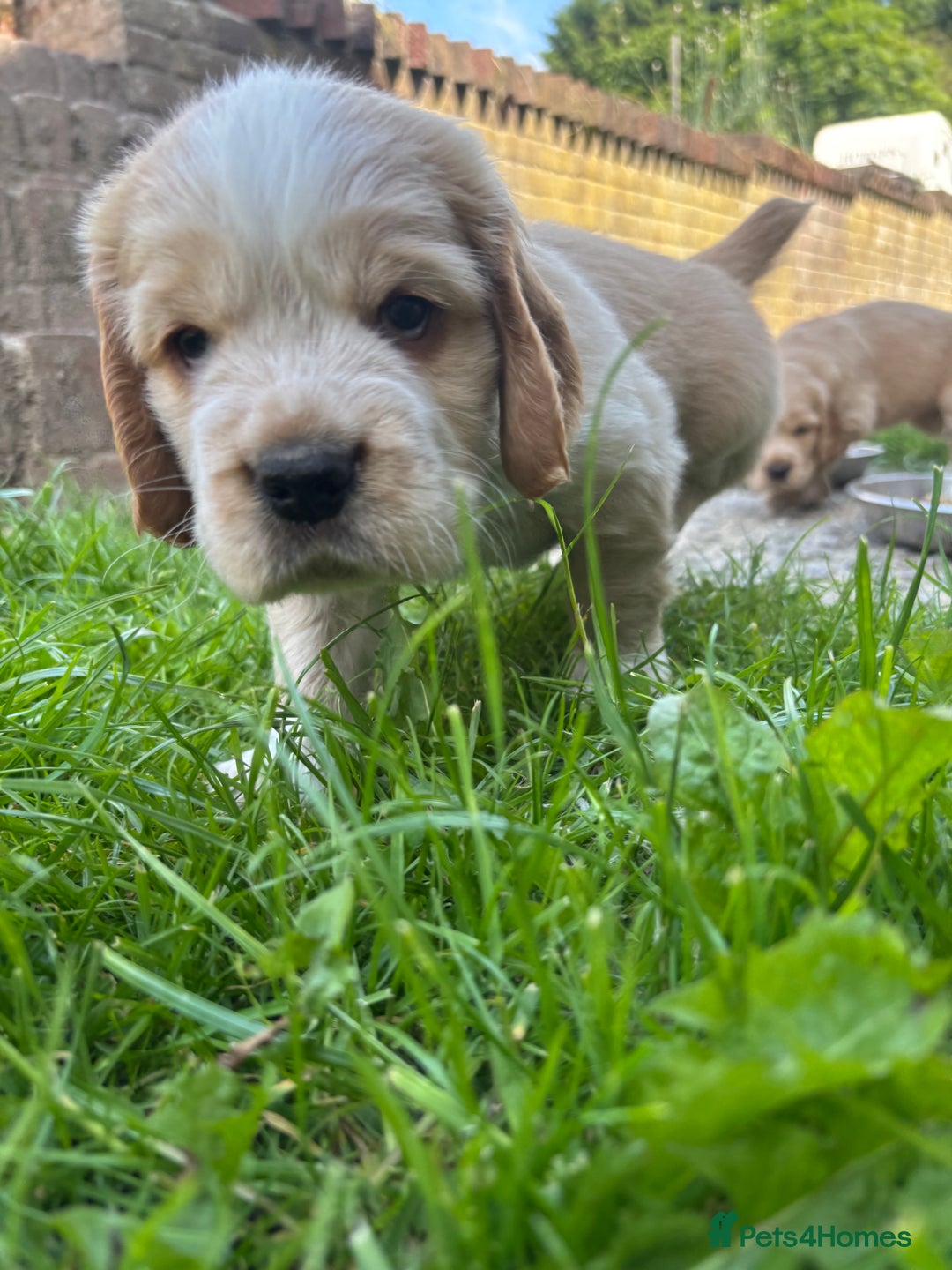 Mixed Breed dogs for sale: Clumber x Cocker Puppies  in Warminster - Image 18