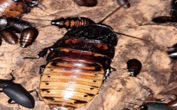 Cockroaches invertebrates for sale: Mixture of invertebrates  - Image 2