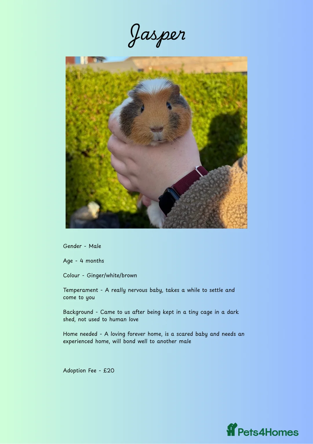 Guinea Pig rodents for sale: Male Piggies Up For Adoption  - Advert 1