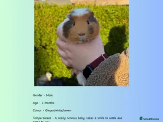 Guinea Pig rodents Male Piggies Up For Adoption - Advert 1