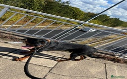 Rottweiler dogs for sale: Meet Darren Our Beautiful Male Rottweiler Puppy - Image 5