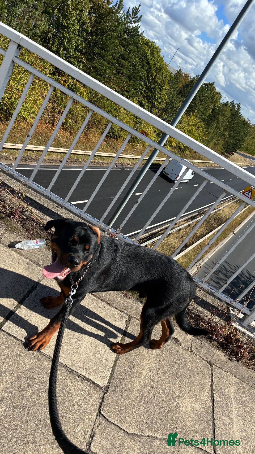 Rottweiler dogs for sale: Meet Darren Our Beautiful Male Rottweiler Puppy - Image 5
