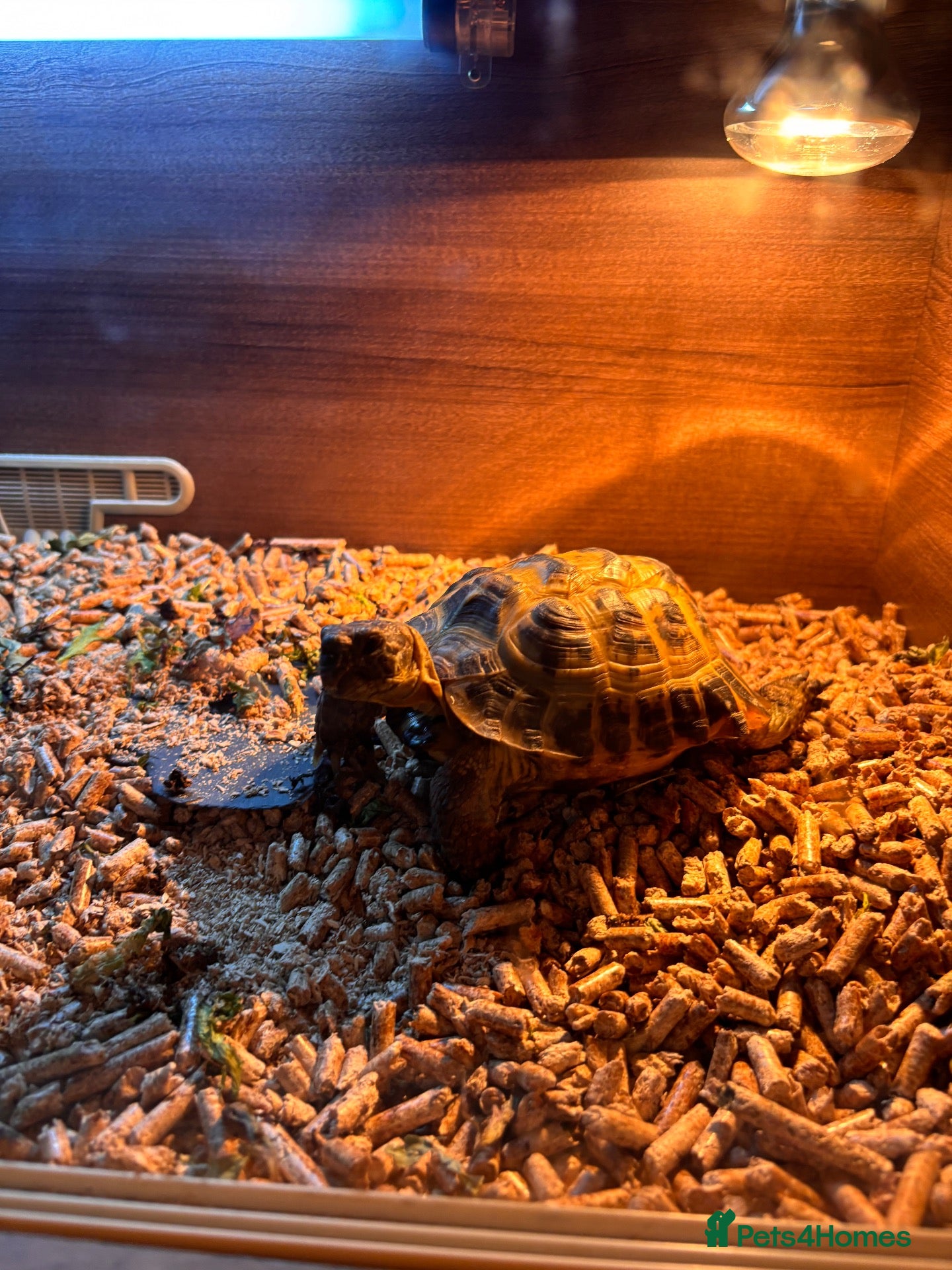 Tortoise reptiles Horsefield tortoises (males) - Advert 1