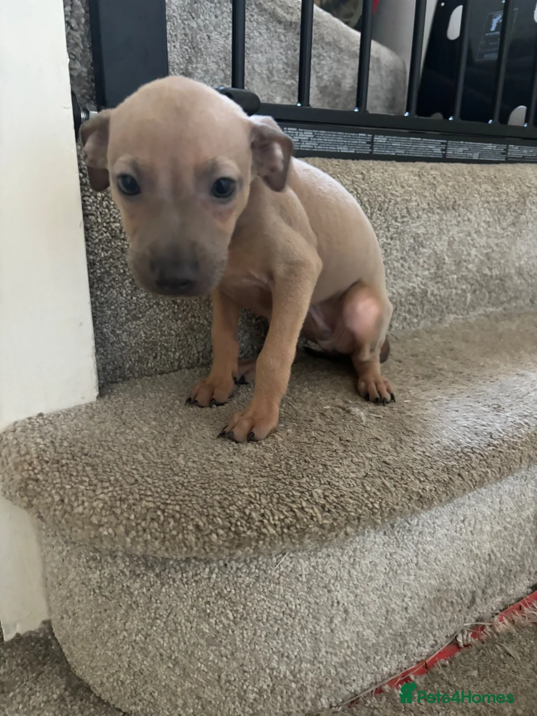 Italian Greyhound dogs for sale: Beautiful iggy pup  - Advert 4