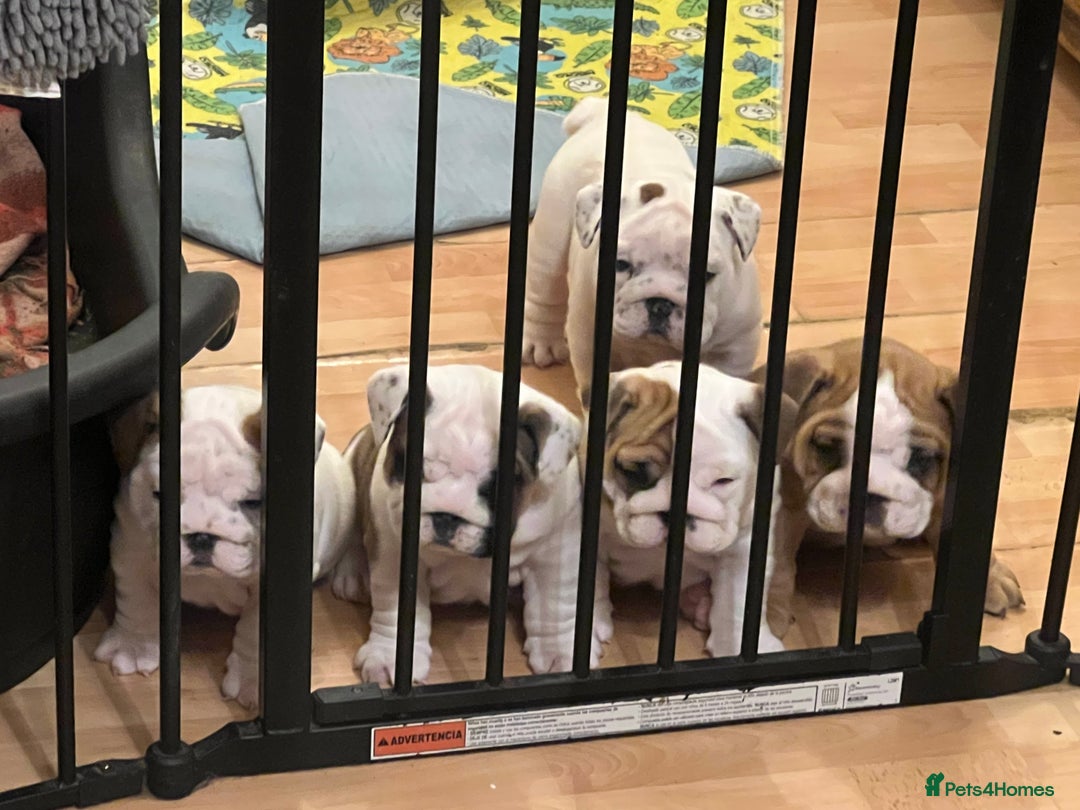 English Bulldog dogs for sale: English bulldogs - Advert 16