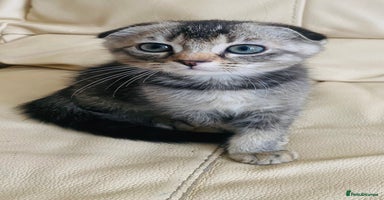 Scottish Fold cats - Advert 6