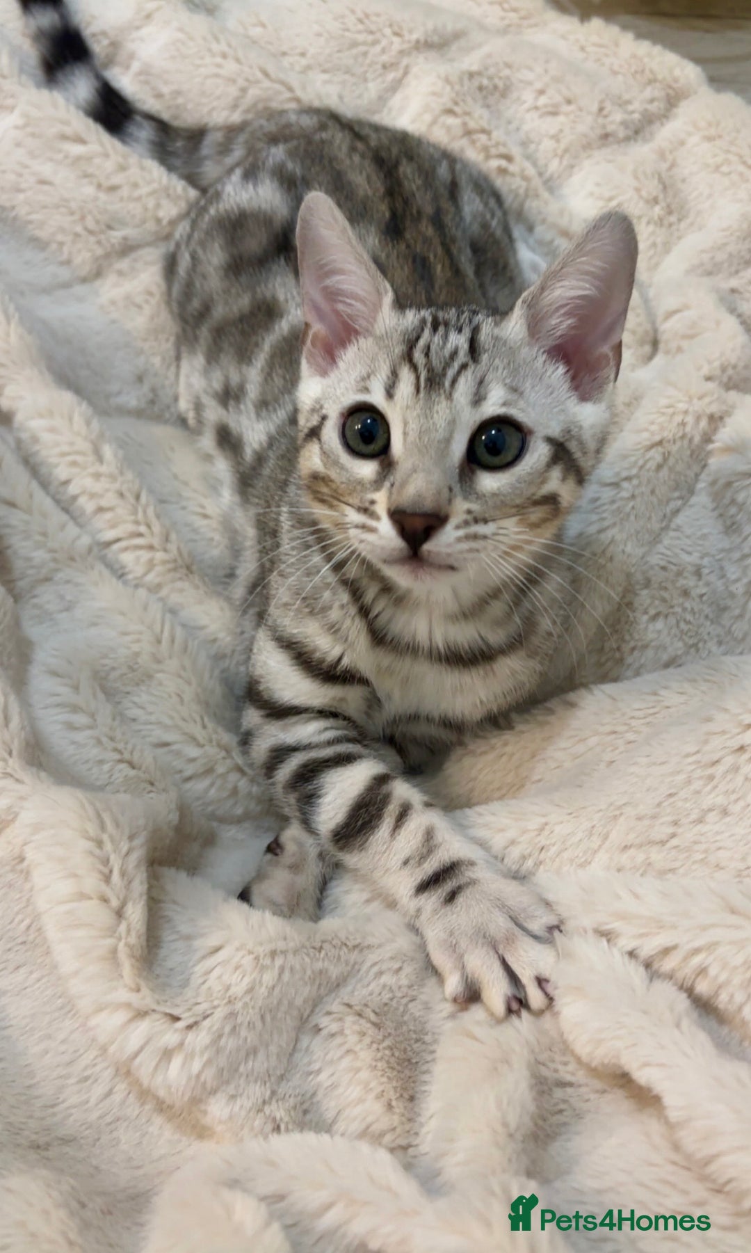 Bengal cats for sale: 🌟pedigree bengal kittens🌟 - Advert 14