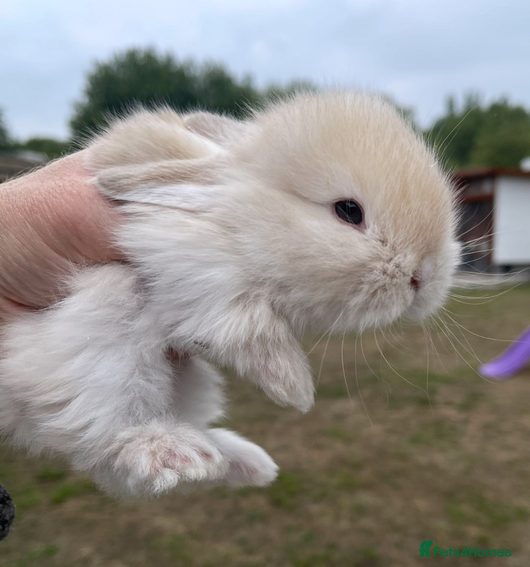 Mini Lop rabbits for sale: Baby mini lops ready to reserve !! - Image 8