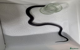 King Snake reptiles for sale: Mexican black king snake  - Image 1