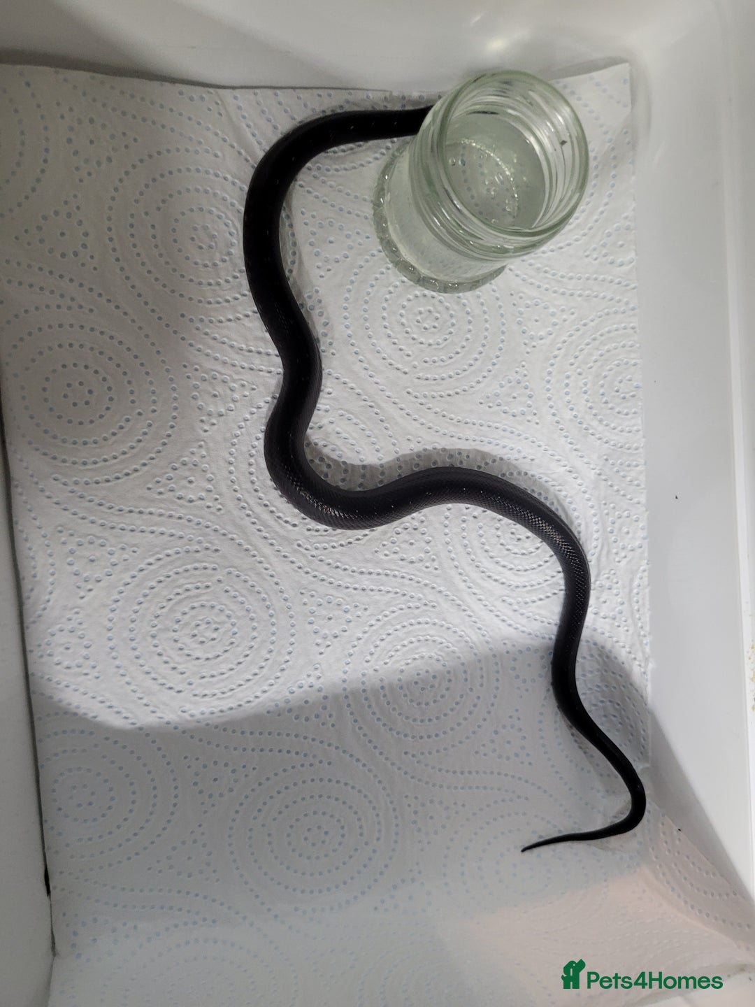 King Snake reptiles for sale: Mexican black king snake  - Image 1