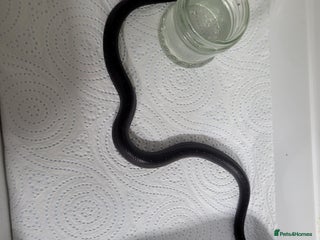 King Snake reptiles - Advert 4