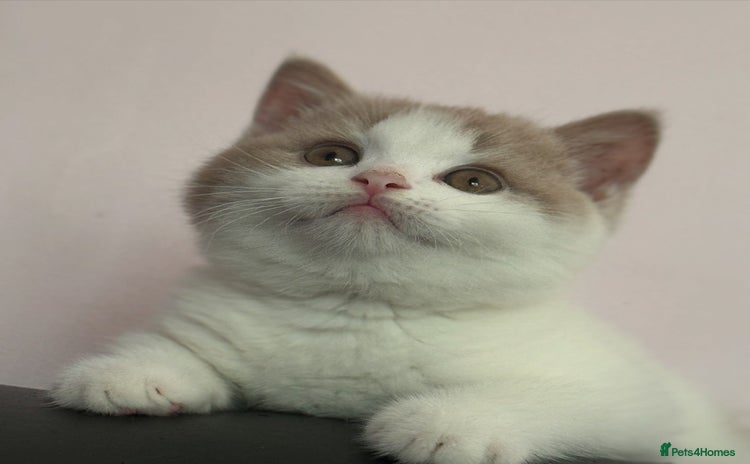 British Shorthair cats - Advert 7