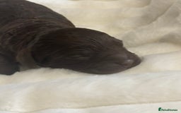 Cavapoo dogs for sale: Beautiful F1bb cavapoo pups - Image 12