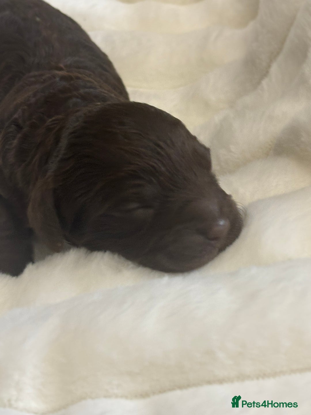 Cavapoo dogs for sale: Beautiful F1bb cavapoo pups - Image 12