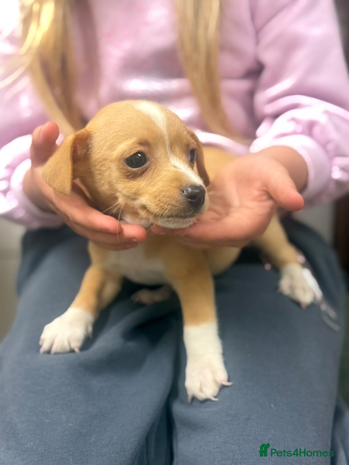 Jack Russell dogs Beautiful mixed litter of Jackrussel puppies  - Advert 2