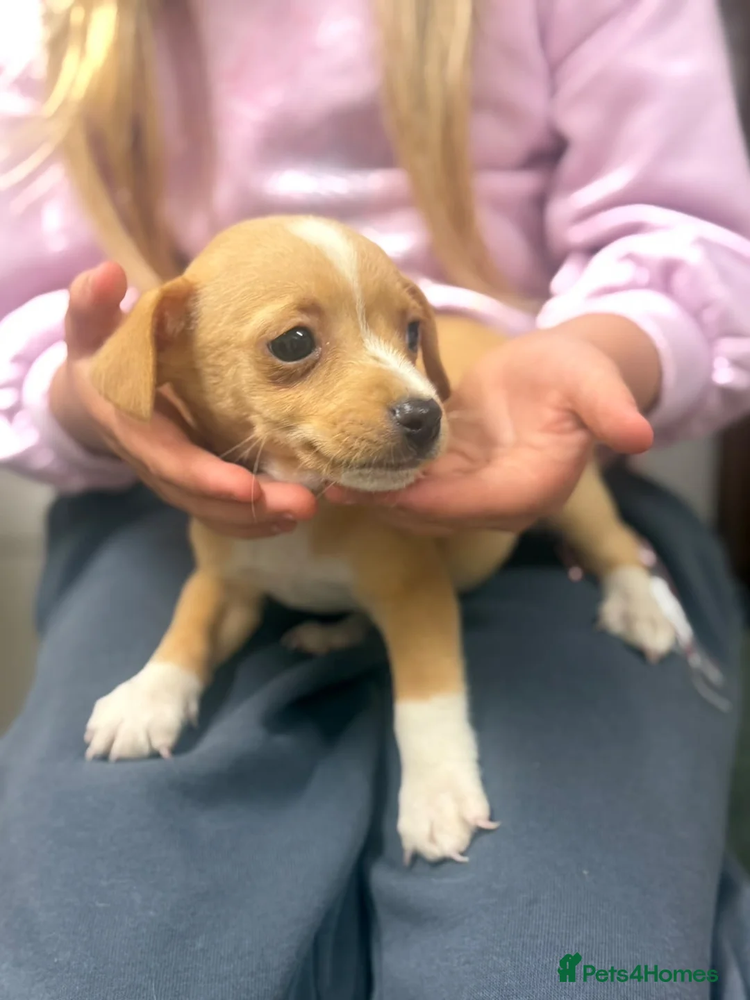 Jack Russell dogs for sale: Beautiful mixed litter of Jackrussel puppies  - Advert 2
