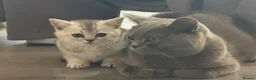 British Shorthair cats for sale: beautiful silver british shorthair boy - Advert 2