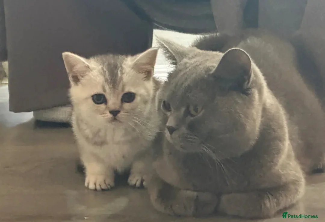 British Shorthair cats for sale: beautiful silver british shorthair boy - Advert 2