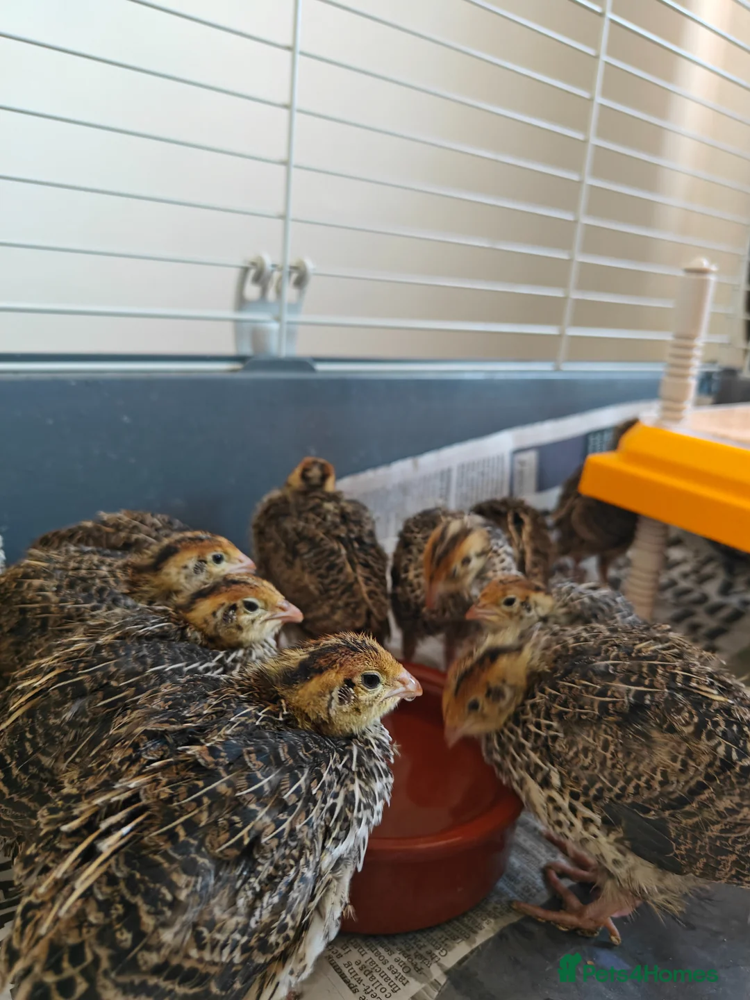 Quail poultry for sale: Young unsexed cortunix quails for sale in Leicester - Advert 2