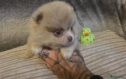 Pomeranian dogs for sale: Rare miniature Teddy face pomeranian puppies  - Image 31