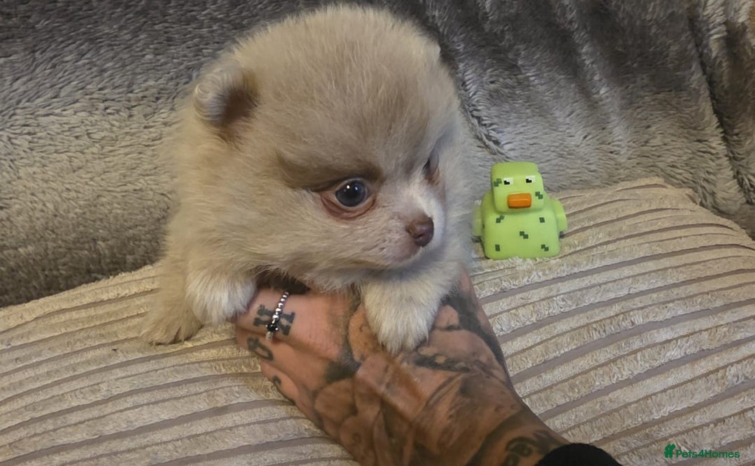 Pomeranian dogs for sale: Rare miniature Teddy face pomeranian puppies  - Image 31