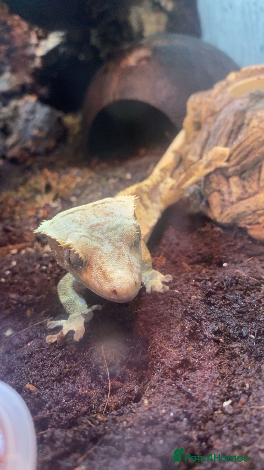 Gecko reptiles Gorgeous tame cream harlequin crested gecko.  - Advert 1