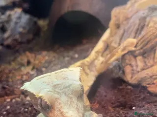 Gecko reptiles Gorgeous tame cream harlequin crested gecko. - Advert 1