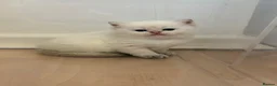 British Shorthair cats for sale: BRITISH SHORT HAIR NY12,GOLDEN , WHITE COLORPOINT - Advert 5