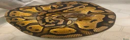 Mixed Breed reptiles for sale: Various reptiles - Advert 6