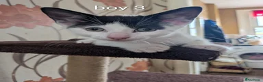 Boy 3