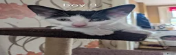 Mixed Breed cats for sale: Cute kittens looking for a new home - Advert 5
