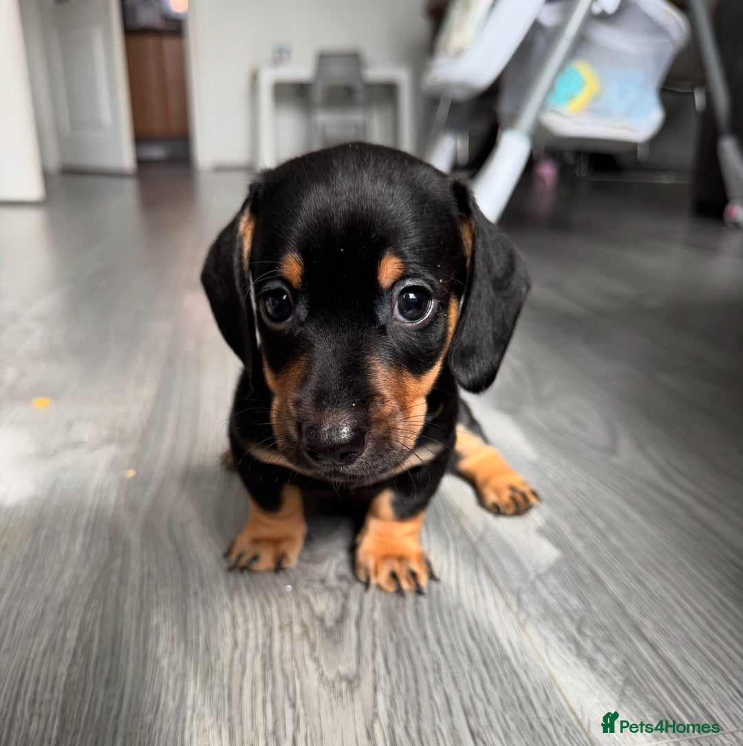 Dachshund dogs for sale: Dachshund pups 3 boys left  in Bootle - Image 26