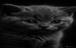 British Shorthair cats for sale: British short hair kittens - Image 1