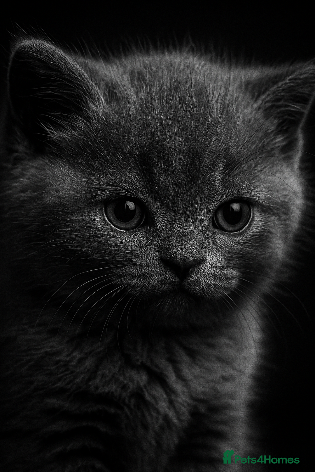 British Shorthair cats for sale: British short hair kittens - Image 1