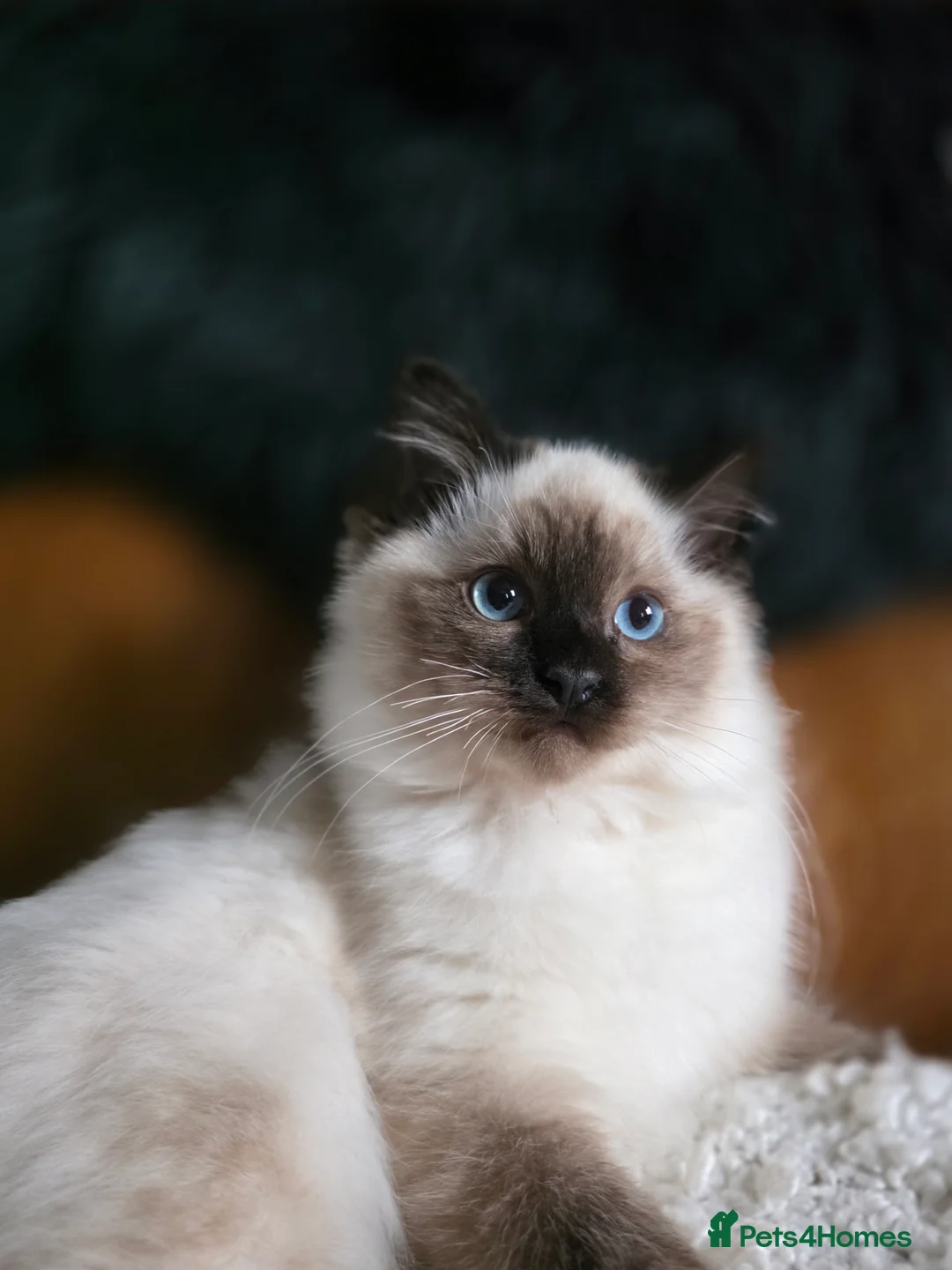 Ragdoll cats for sale: Beautiful Ragdoll Kittens - Advert 10