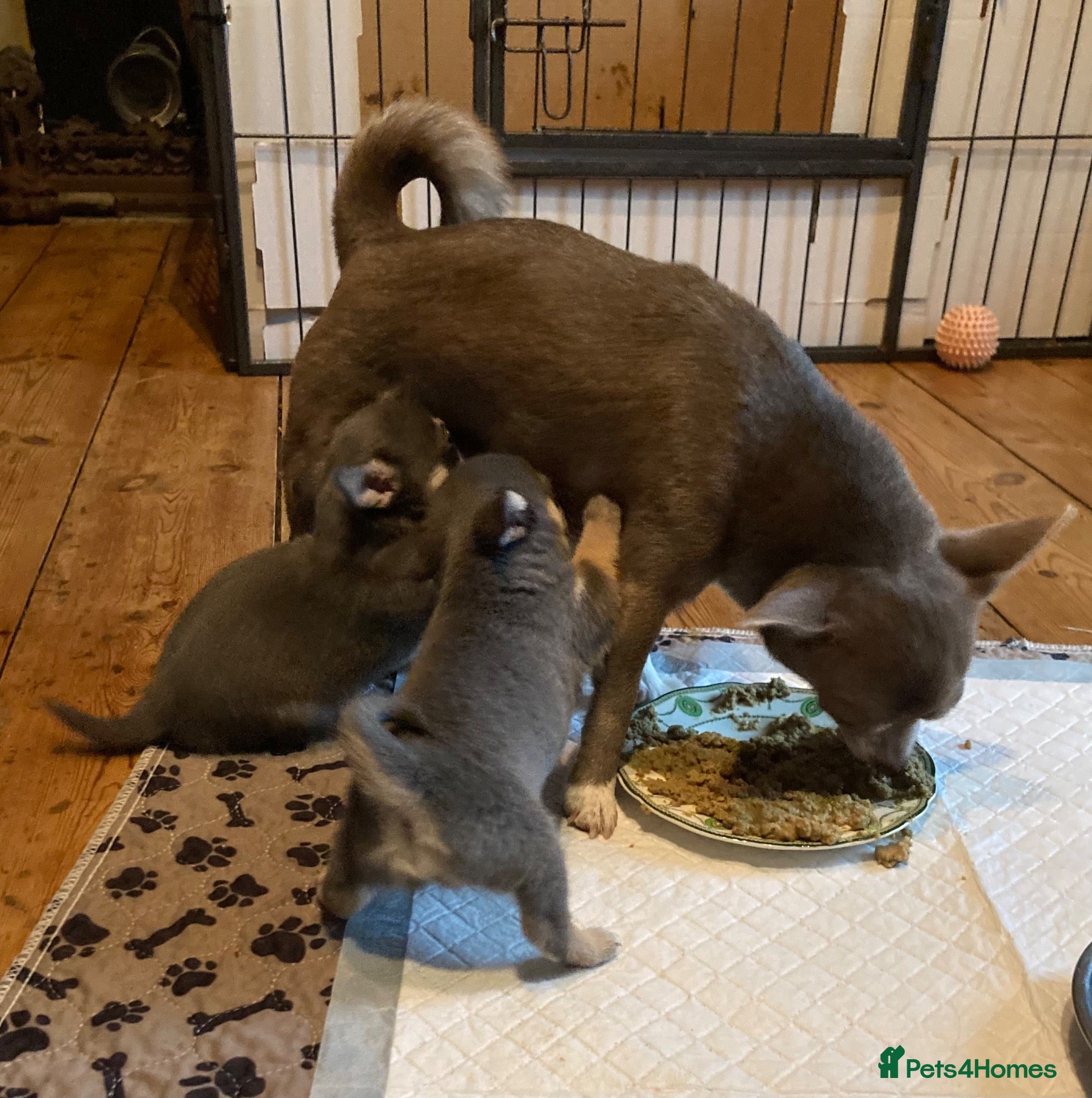 Chihuahua dogs for sale: Chihuahua puppies from licensed breeder - Advert 2