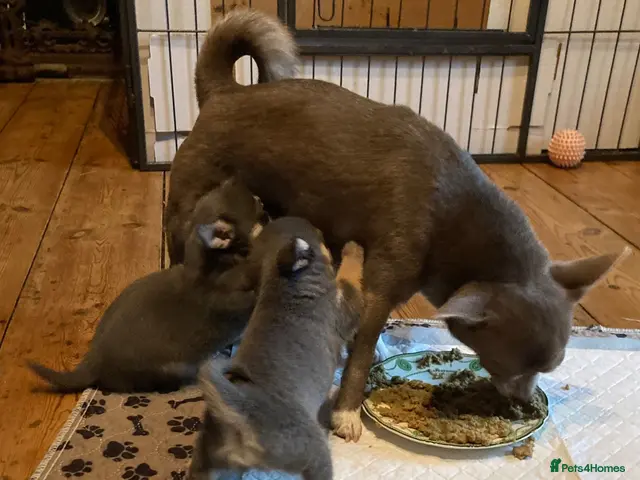 Chihuahua dogs for sale: Chihuahua puppies from licensed breeder - Advert 2