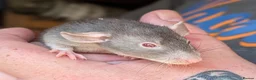Rat rodents for sale: 8 male Rex rats for sale  - Advert 1